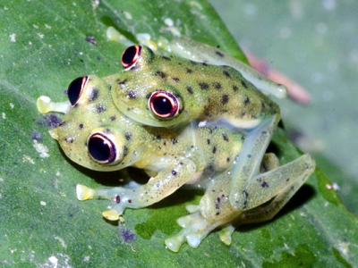 ¡Les presento a la Rana de Cristal de María Elena!