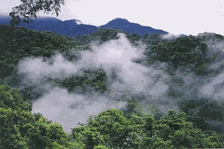 Bosque nuboso o Yungas- Parque Nacional Calilegua-Salta
