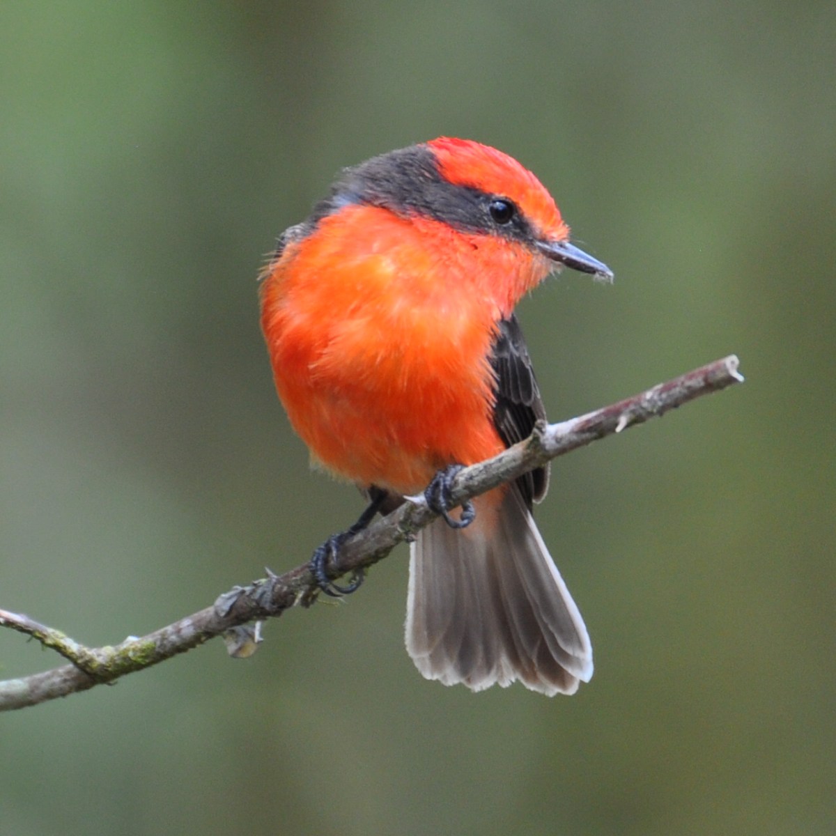 Aves de Cuenca en el GBD