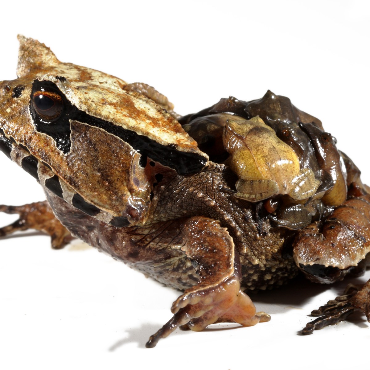 ¡Feliz Día de la Madre!