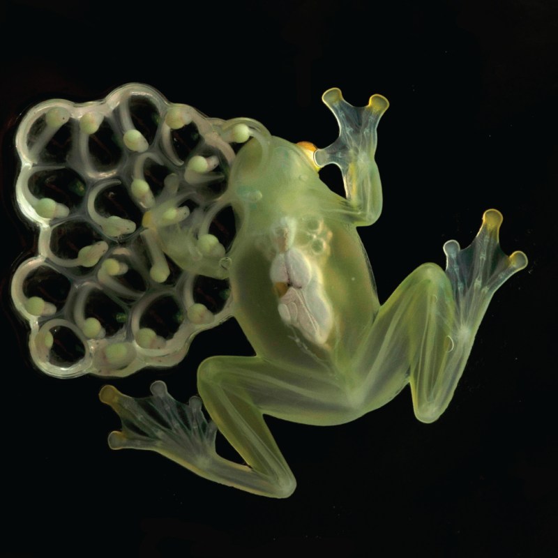 La deforestación y la contaminación están acabando con las Ranas de Cristal del Ecuador