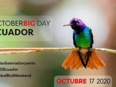Únete este sábado 17 de octubre al October Big Day 2020 & Global Bird Weekend