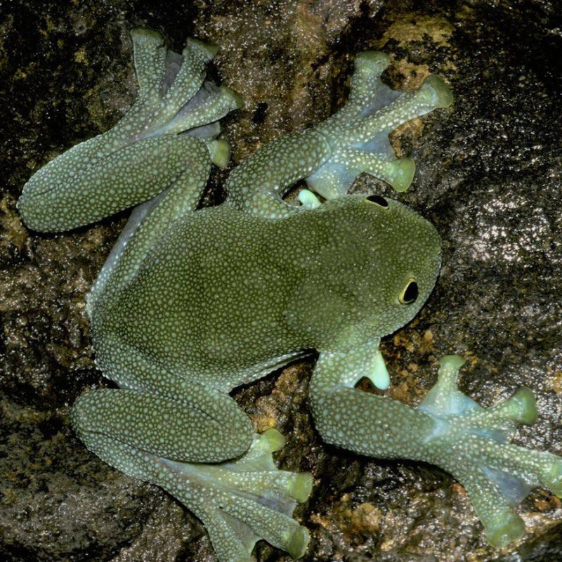 Se publica la Lista Roja de Anfibios del Ecuador