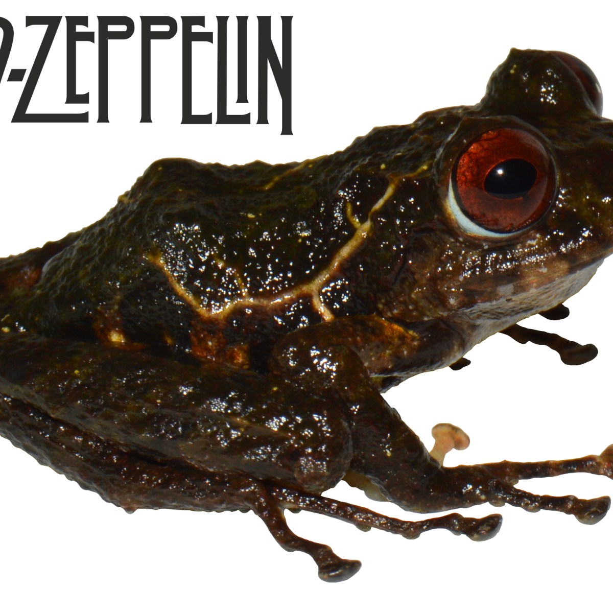 ¡El Cutín de Led Zeppelin!