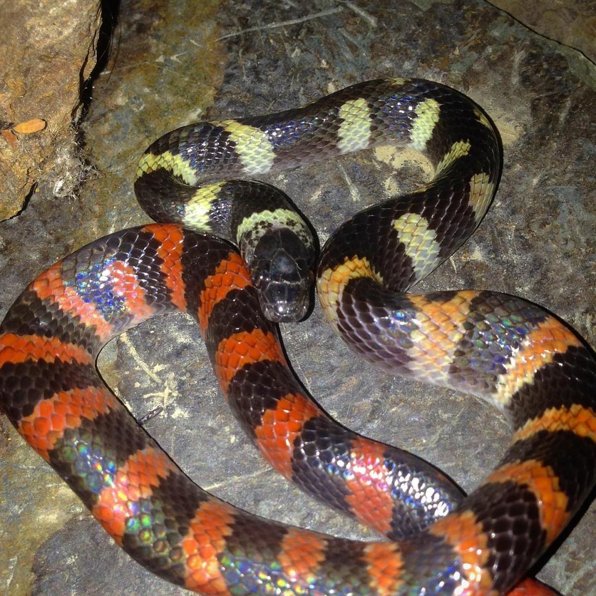 Día Mundial de la Serpientes